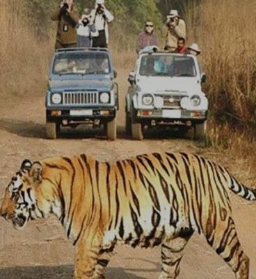 rajaji safari booking detail