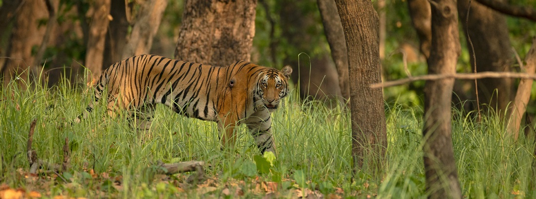 Rajaji Wildlife Heritage: A Jewel of Biodiversity