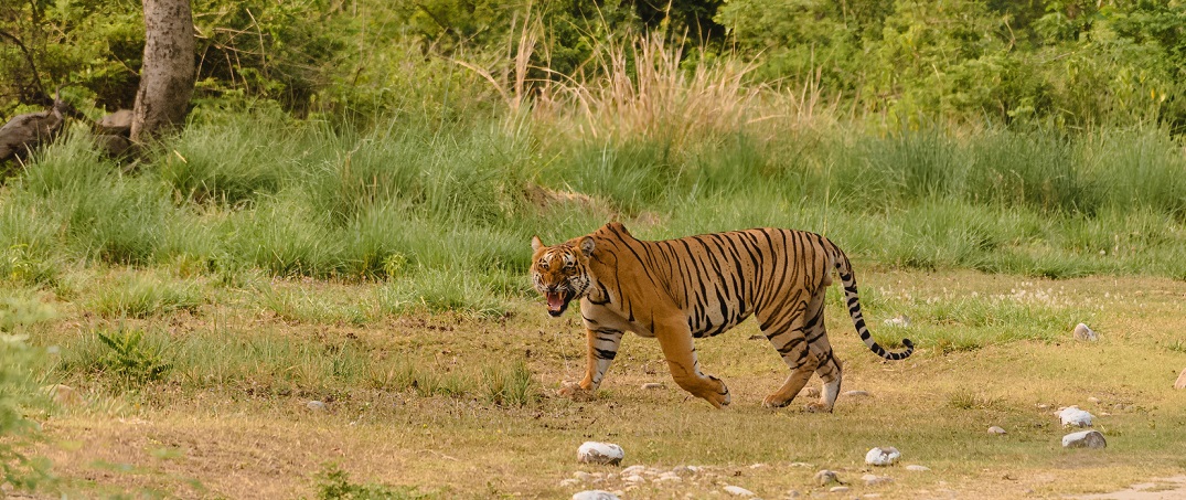 Explore the Mohand Forest of Rajaji National Park