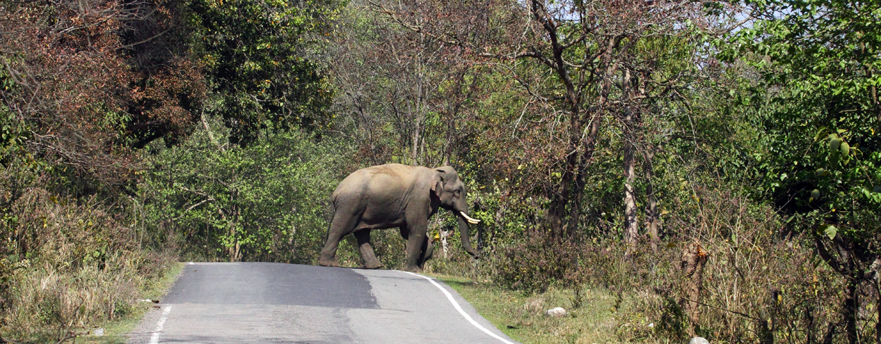 4 Best Things to do at Rajaji National Park