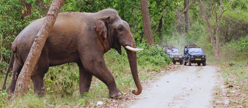 Top Reasons to Visit Rajaji National Park