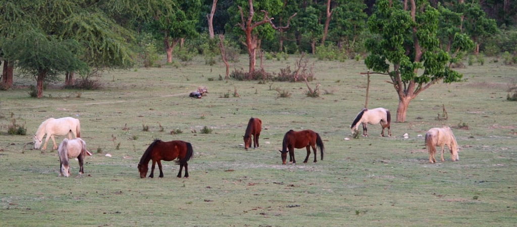 Rajaji National Park is dedicated to C. Rajagopalachari, Hers its Interesting History