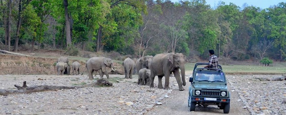 A Tranquil Retreat: Exploring the Natural Splendor of Rajaji National Park