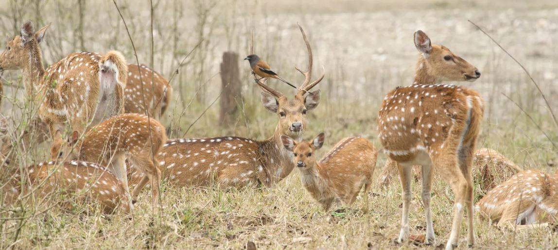 Animals Found in Rajaji National Park: A Diverse Wildlife Haven in Uttarakhand