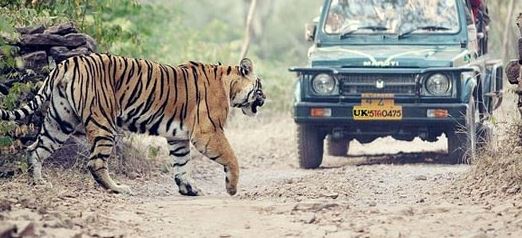 Planning A Short City Break At Rajaji national park