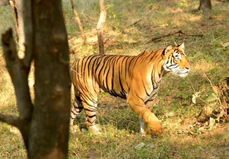 Rajaji National Park: A Haven for Adventure Seekers and Nature Enthusiasts