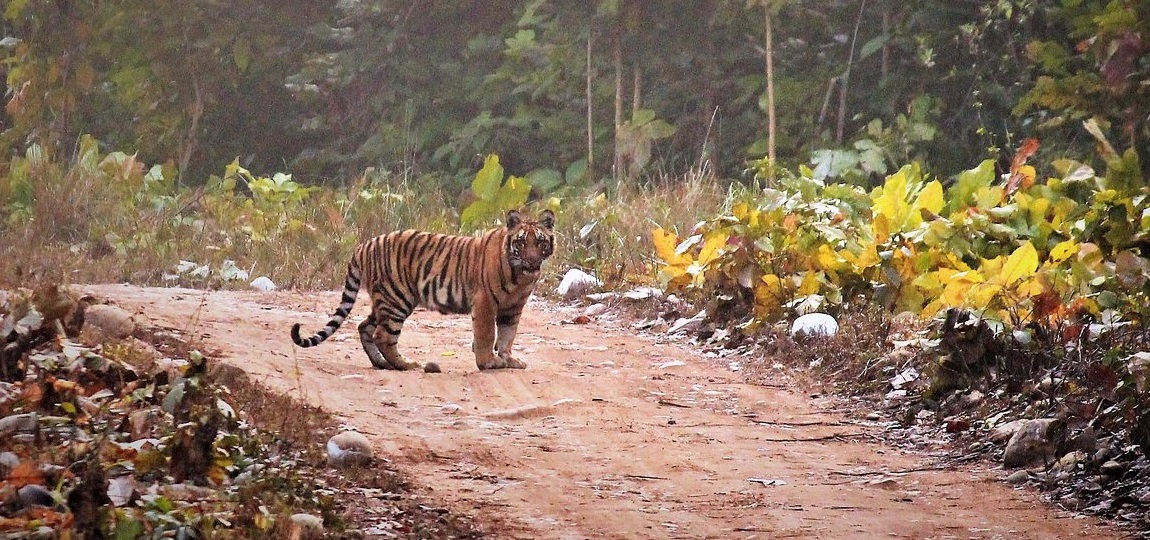 Comprehensive Guide to Know Rajaji National Park and Tiger Reserve